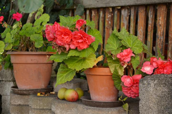 begonias-1603524_1920_full_width.jpg